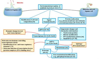 Transcriptional Reprogramming of Legume Genomes: Perspective and Challenges Associated With Single-Cell and Single Cell-Type Approaches During Nodule Development